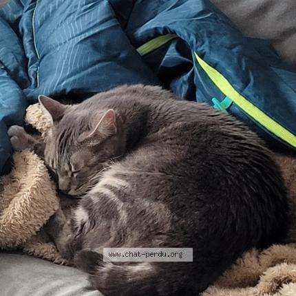 Photo de chat perdu à Perigny