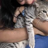 Photo de chat perdu à Hyderabad