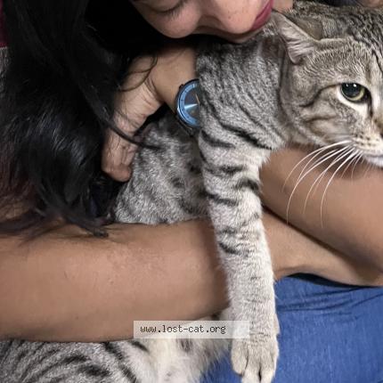 Photo 1/1 Kaalu Chat perdu à Hyderabad