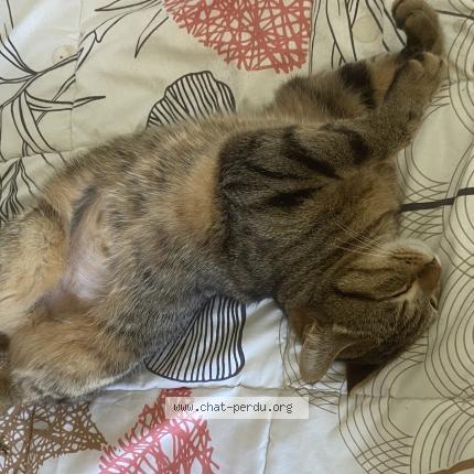 Photo 1/1 Tsuki Chat perdu à Nimes