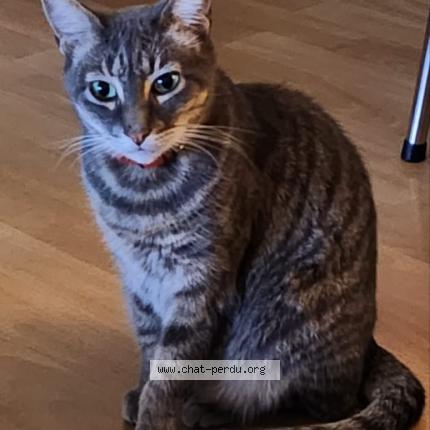 Photo 1/2 Bob Chat perdu à Pau