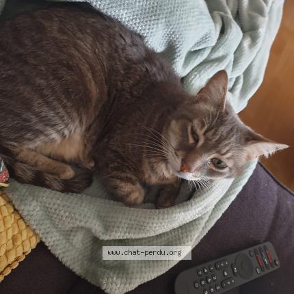 Photo 2/2 Bob Chat perdu à Pau