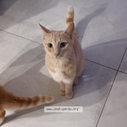 Photo 1/1 Robin Chat perdu à Bapaume