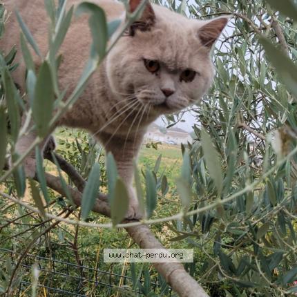 Photo de chat perdu à Saint Hilaire De Brethmas