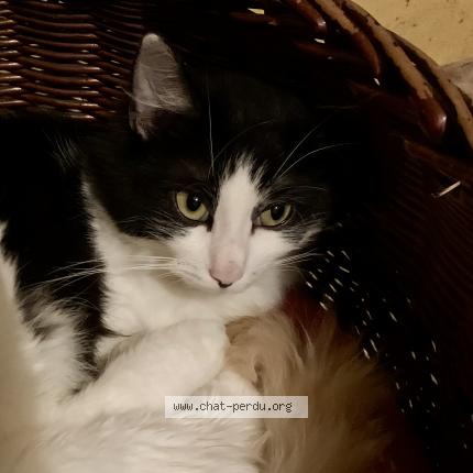 Photo de chat perdu à Le Pont De Beauvoisin