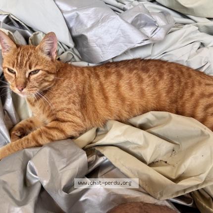 Photo de chat trouvé à La Jarrie