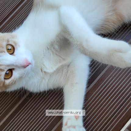 Photo de chat perdu à Sene