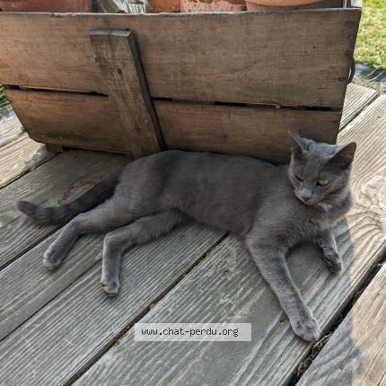 Photo 1/1 Chat retrouvé Perdu à Meilhac
