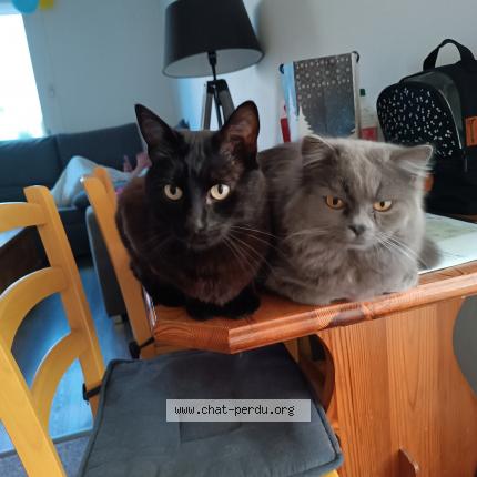 Photo de chat perdu à Saintes