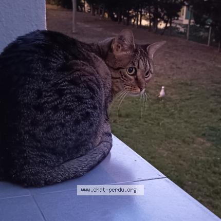 Photo de chat perdu à Marseille