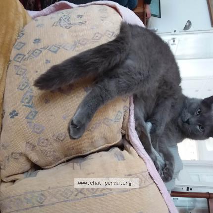 Photo de chat perdu à Cambrai