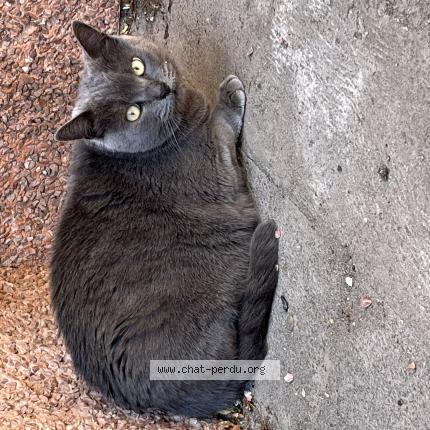 Photo 1/1 Chat retrouvé Trouvé à Rennes