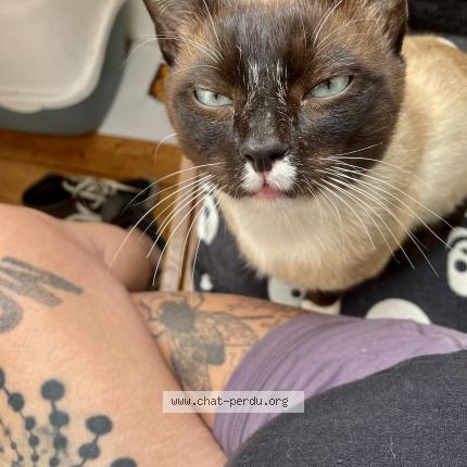 Photo 1/1 Wesh Chat perdu à Brest