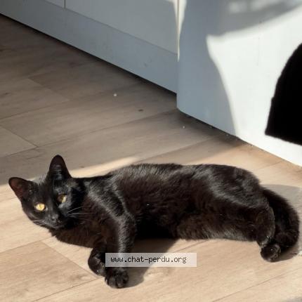 Photo 1/1 Chat retrouvé Perdu à Erbree