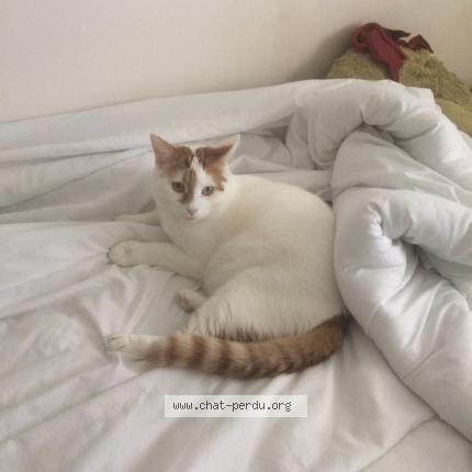 Photo de chat perdu à Bouchain