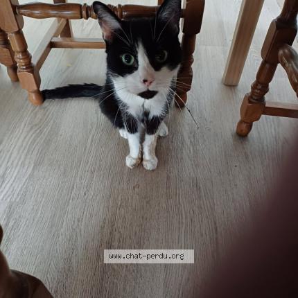 Photo 1/1 Nono Chat perdu à Drancy