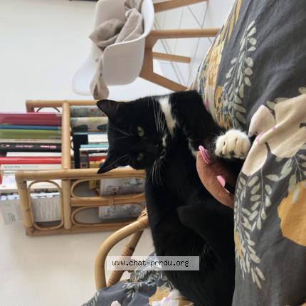 Photo de chat perdu à Romille