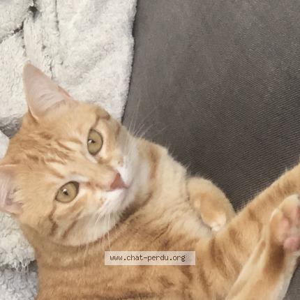 Photo de chat perdu à Annouville Vilmesnil