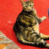 Photo de chat perdu à Ciudad De Mexico