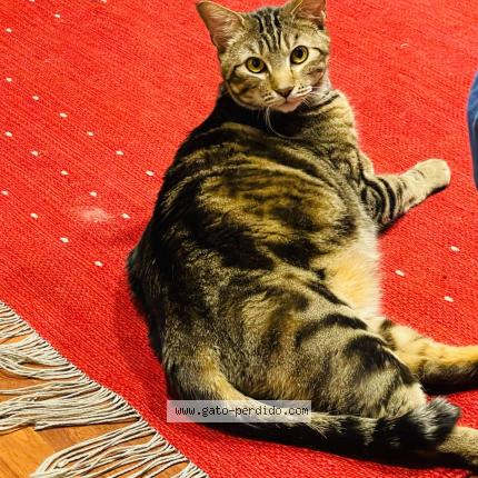 Photo 1/1 Aslan Chat perdu à Ciudad de mexico