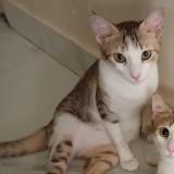 Photo de chat perdu à Mumbai