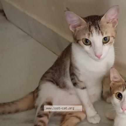 Photo 1/1 No name Chat perdu à Mumbai