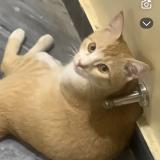 Photo de chat perdu à Islamabad