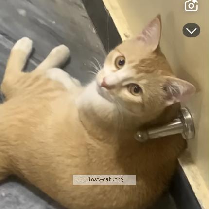 Photo 1/1 TT Chat perdu à Islamabad