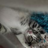 Photo de chat perdu à La Roquebrussanne