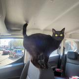 Photo de chat perdu à Plaisir