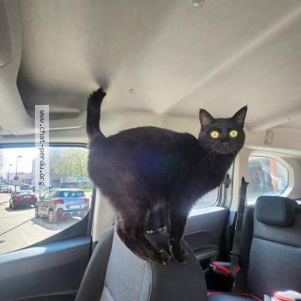 Photo 1/1 Chat retrouvé Perdu à Plaisir