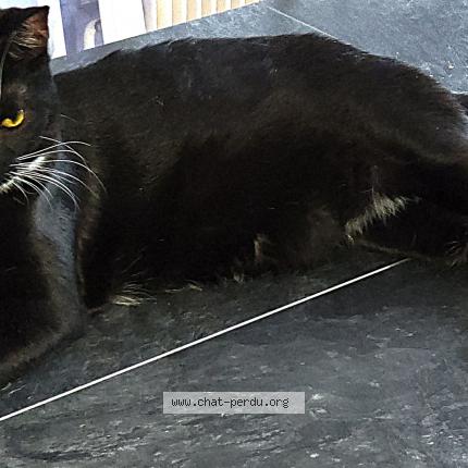 Photo de chat perdu à Villeurbanne