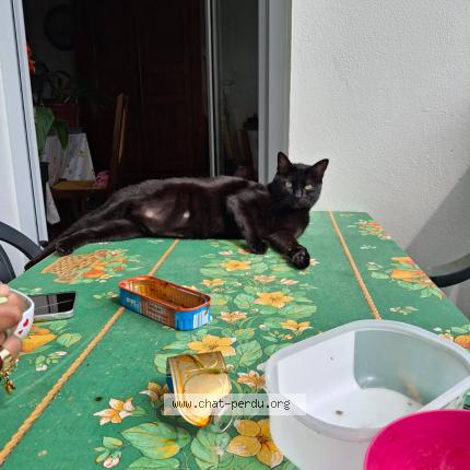 Photo 1/1 Chat retrouvé Perdu à Saint Paul Les Dax