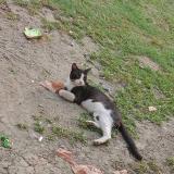 Photo de chat perdu à Askari 5 Cantt