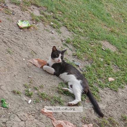 Photo 1/1 Tommy Chat perdu à Askari 5 cantt