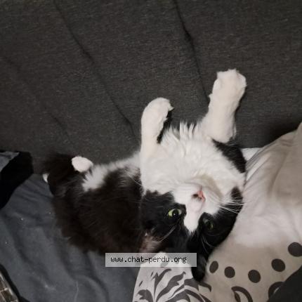 Photo 1/1 FELIX Chat perdu à Le revest les eaux