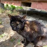 Photo de chat trouvé à St Mathieu De Treviers