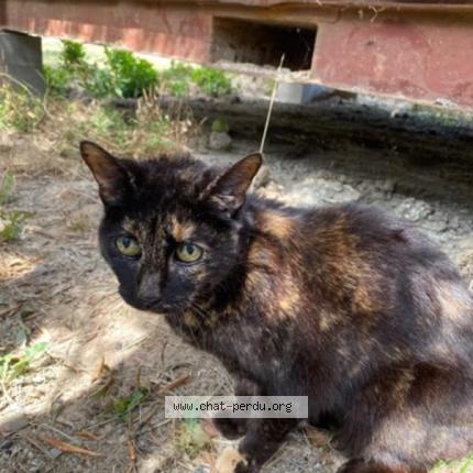 Photo 1/1 Chat retrouvé Trouvé à St mathieu de treviers