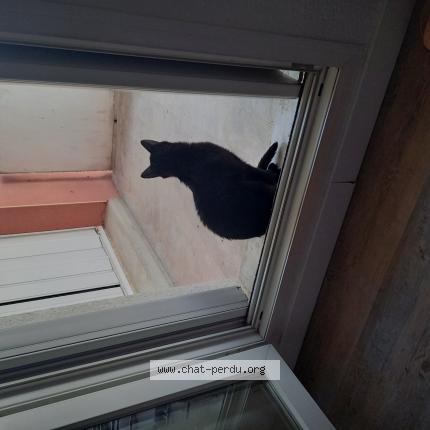 Photo 2/2 Chat retrouvé Perdu à St Sulpice La Pointe
