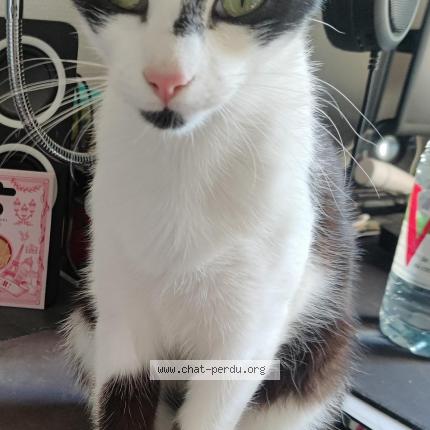 Photo de chat perdu à Clermont