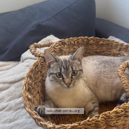 Photo 1/1 Nala Chat perdu à Lorient