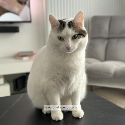 Photo 1/1 Roméo Chat perdu à La vernelle