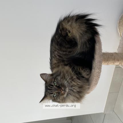 Photo de chat perdu à Saint Georges Sur Loire