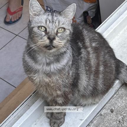 Photo 1/1 Chat retrouvé Perdu à Dijon