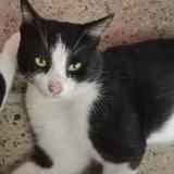 Photo de chat perdu à Askari 5 Cantt