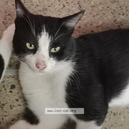 Photo 1/1 Tom Chat perdu à Askari 5 cantt