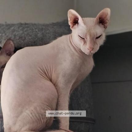 Photo 1/1 Chat retrouvé Perdu à Asnieres Sur Seine
