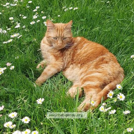 Photo 1/1 Doudou Chat perdu à Serigne
