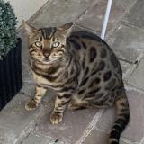 Photo de chat perdu à Rosny Sur Seine