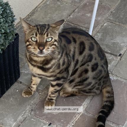 Photo 1/1 Chat retrouvé Perdu à Rosny sur seine